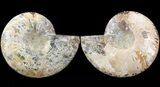 Cut & Polished Ammonite Fossil - Agatized #43640-1